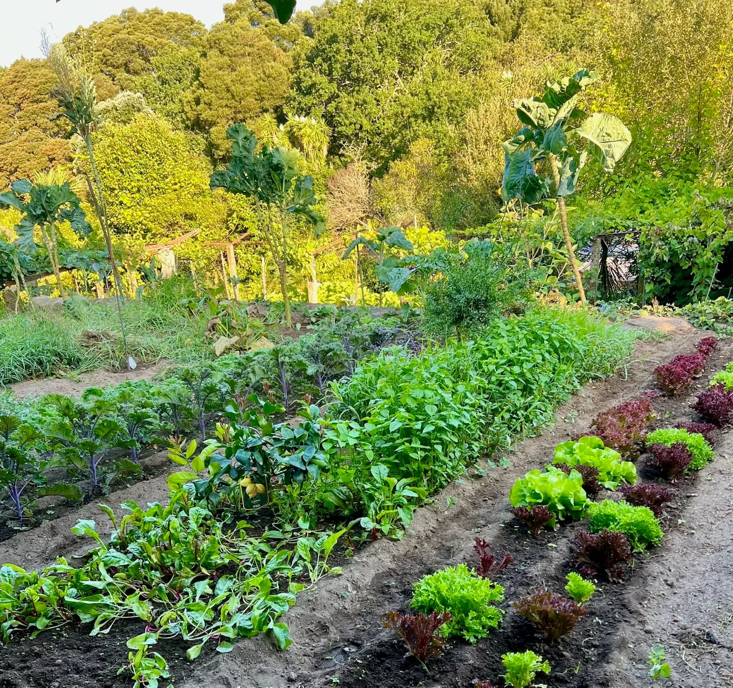 Canteiros de hortaliças na horta — couve, acelga, alface e ervas aromáticas