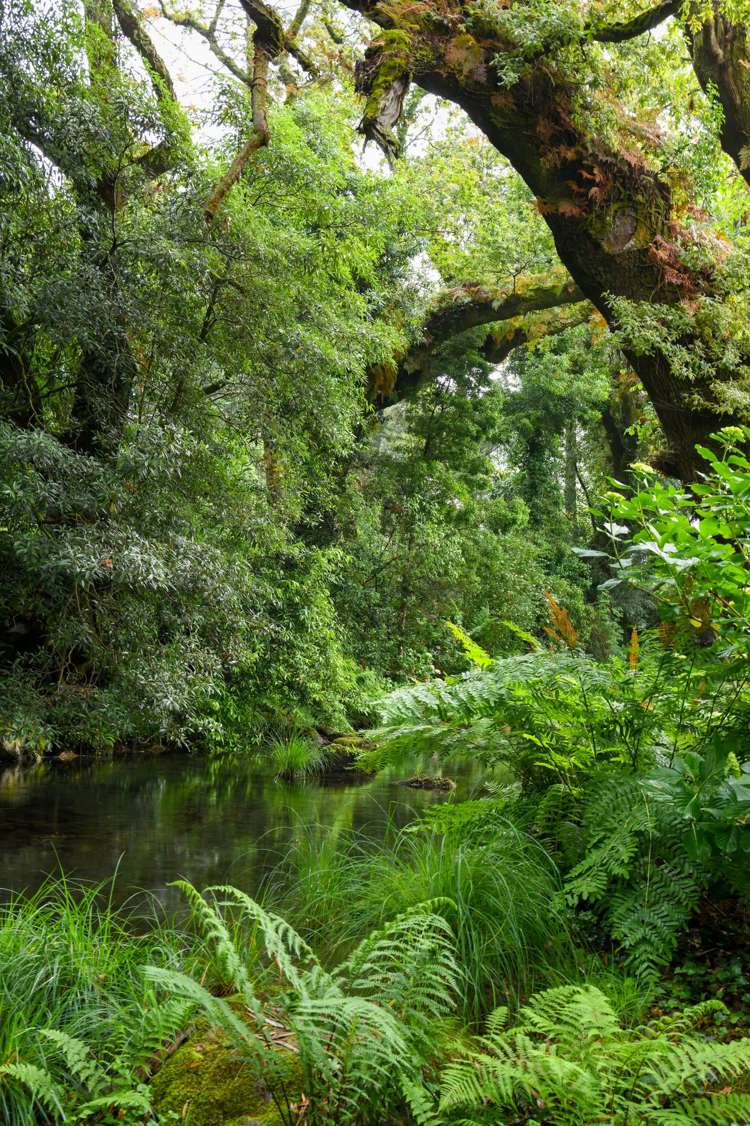 The river running clear beneath ferns and old trees on the estate